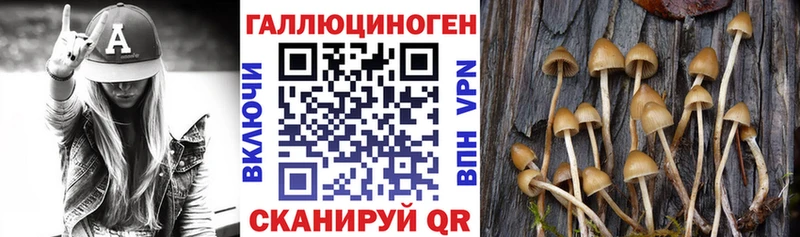 Купить где  Гаврилов-Ям  Галлюциногенные грибы Psilocybe 